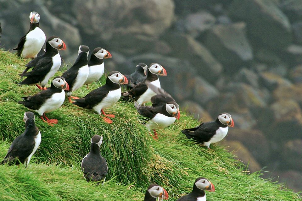 puffins at cliffs of moher 